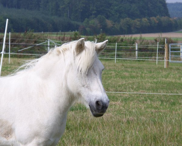 Zuchtstute Lucia (Shetland Pony, 1987, von Goldfinger)