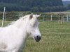 broodmare Lucia (Shetland Pony, 1987, from Goldfinger)