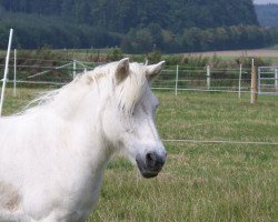 broodmare Lucia (Shetland Pony, 1987, from Goldfinger)