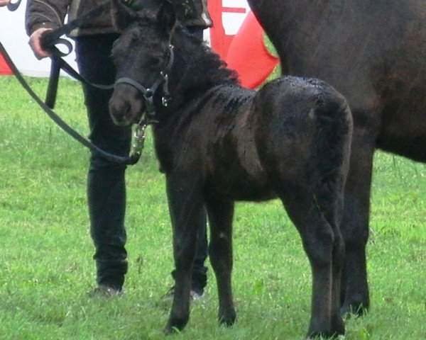 dressage horse Calypso (Shetland Pony, 2014, from Chaccomo)