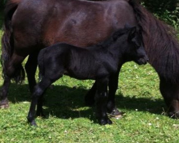 dressage horse Cavalino (Shetland Pony, 2013, from Chaccomo)