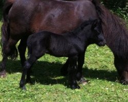 Dressurpferd Cavalino (Shetland Pony, 2013, von Chaccomo)