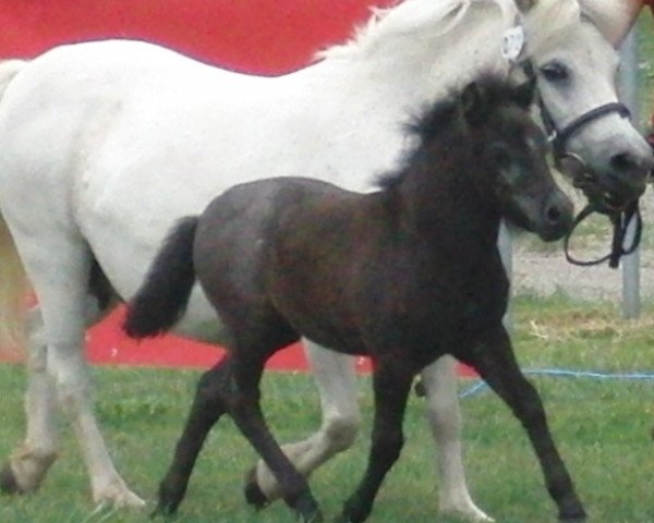 broodmare Malina (Shetland Pony, 2017, from Chaccomo)