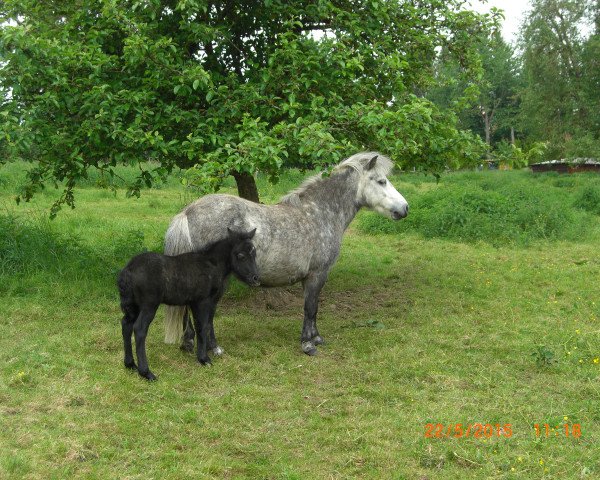 Zuchtstute Weshorns Lara (Shetland Pony, 2009, von Incus)
