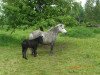 broodmare Weshorns Lara (Shetland Pony, 2009, from Incus)