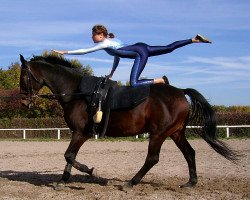 Pferd Lavirco (Westfale, 1991, von Landino)