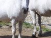 Zuchtstute Cornelia (Shetland Pony, 1988, von Jelais van de Belschuur)