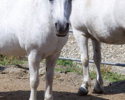 Zuchtstute Cornelia (Shetland Pony, 1988, von Jelais van de Belschuur)