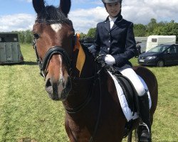 dressage horse Milky's Memory (German Riding Pony, 2013, from Rappenbergs Milky Way)