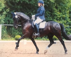 dressage horse Marocco Ola (Welsh, 2004, from Menai Touch of Class)