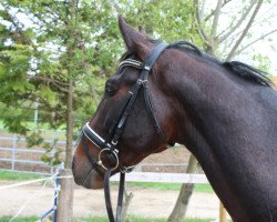 stallion Filip (Trakehner, 2016, from Imhotep)