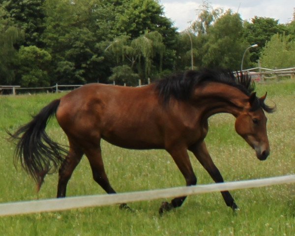 broodmare Scarlett O'Hara (Hanoverian, 2013, from Scolari)