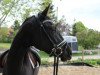 dressage horse Aurora Gold (Trakehner, 2016, from Schwarzgold)