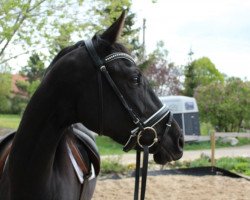 dressage horse Aurora Gold (Trakehner, 2016, from Schwarzgold)