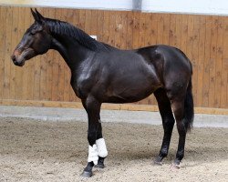 dressage horse Rubi Tuesday (Oldenburger, 2017, from Rubin Royal OLD)