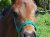 dressage horse Hengst von Delatio (Hanoverian, 2019, from Delatio)