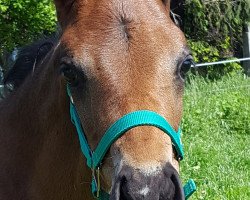 dressage horse Hengst von Delatio (Hanoverian, 2019, from Delatio)