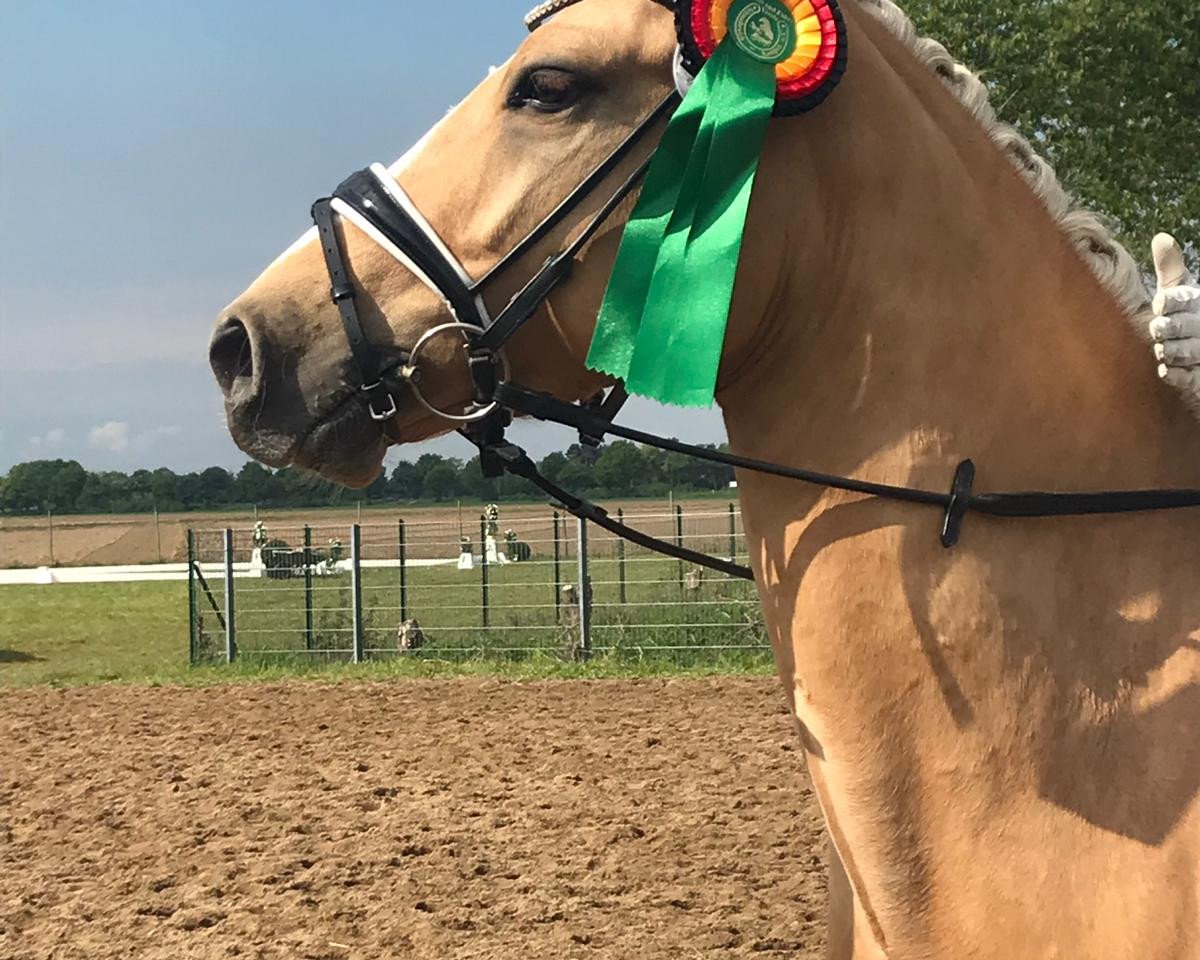 dressage horse Django Gold M (German Riding Pony, 2015, from Danny Gold)