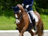 dressage horse Fruchtzwerg 7 (Bavarian, 2012, from Foundation 2)