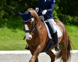 dressage horse Fruchtzwerg 7 (Bavarian, 2012, from Foundation 2)