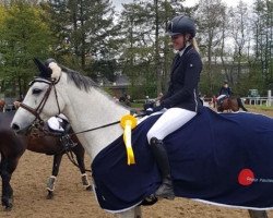 broodmare Cornet's Fleur de Sel (Oldenburg show jumper, 2010, from Cornet's Stern)