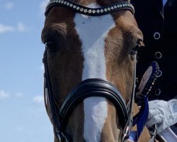 dressage horse Querido 57 (Hanoverian, 2012, from Quaterhall)