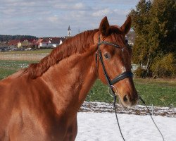 dressage horse Esquire SB (Oldenburg, 2015, from Elton John Dvb)