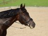 dressage horse Rubina 331 (Westphalian, 2002, from Rosenkoenig)