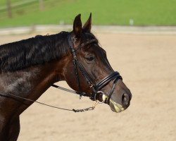 dressage horse Rubina 331 (Westphalian, 2002, from Rosenkoenig)