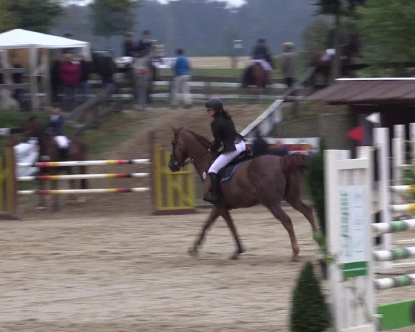 Reitturnier Buchenhof-Ibbenbüren 2016