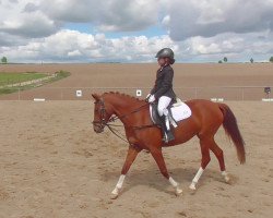 broodmare Monika (German Riding Pony, 2011, from Martini)