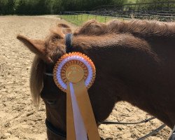 dressage horse Bon Fire (Hungarian Warmblood, 2010)