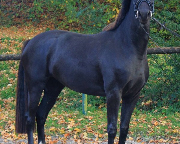 dressage horse Rosenblüte Q (Oldenburg, 2014, from Fuechtels Floriscount OLD)