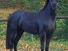 dressage horse Rosenblüte Q (Oldenburg, 2014, from Fuechtels Floriscount OLD)