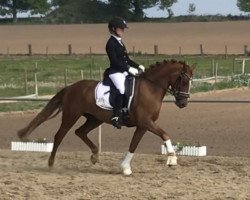 dressage horse Simply The Best Cm (German Riding Pony, 2015, from Da Vinci Hs)