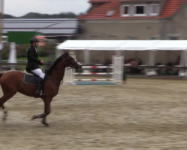 Reitturnier Buchenhof-Ibbenbüren 2016