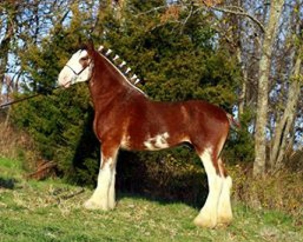 stallion Gregglea HC Pilot (Clydesdale, 2008, from Highfield Collessie)