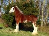 stallion Gregglea HC Pilot (Clydesdale, 2008, from Highfield Collessie)