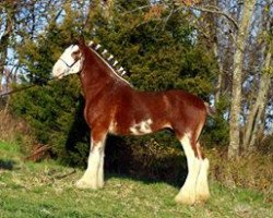 Deckhengst Gregglea HC Pilot (Clydesdale, 2008, von Highfield Collessie)