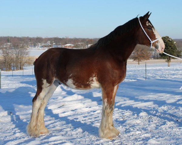 Deckhengst Ozark's Royal Beaudacious (Clydesdale, 2012, von Gregglea HC Pilot)