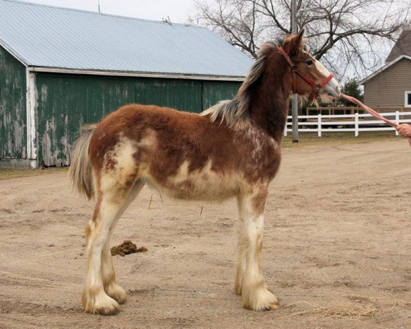 Zuchtstute Avelynn White Lightning (Clydesdale, 2017, von Ozark's Royal Beaudacious)