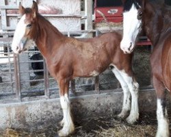 stallion Autumn Andrew Jack (Clydesdale, 2018, from Armbro Andrew)