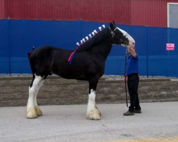 Deckhengst Auchengree Blackjack (Clydesdale, 2013, von Dillars Top Gun)