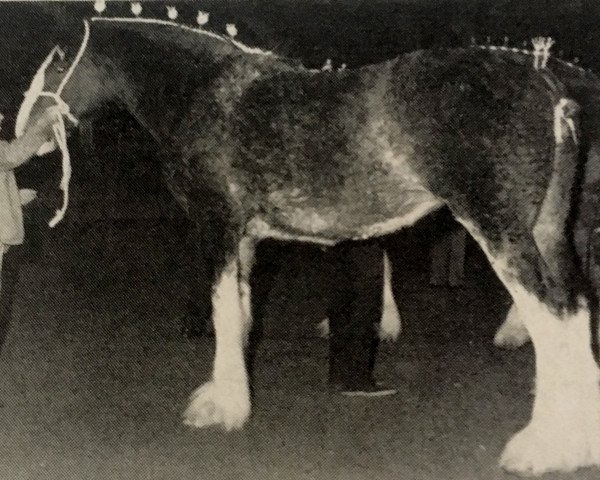 Zuchtstute Auchenblane Patricia (Clydesdale, 1983, von Doura Magnificent)