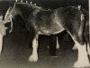 Zuchtstute Auchenblane Patricia (Clydesdale, 1983, von Doura Magnificent)