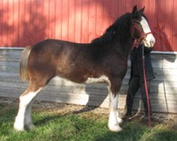 Zuchtstute Ashlane King O'Spades Lilly (Clydesdale, 2017, von Hatfield King O'Spades)