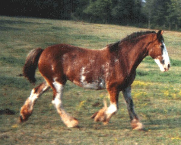 broodmare Ashland Flash Lady Hilda (Clydesdale, 1980, from Jonesway King Midas)