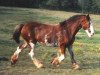 broodmare Ashland Flash Lady Hilda (Clydesdale, 1980, from Jonesway King Midas)