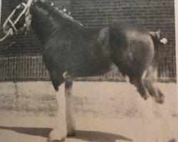 stallion Artesian Acres McGuffey (Clydesdale, 1987, from Plainsview Glenord)