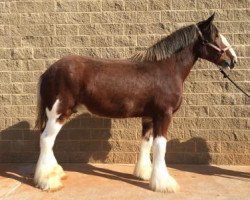 Zuchtstute Armbro Shania (Clydesdale, 2006, von 2S Shea's Argyl Hunter)